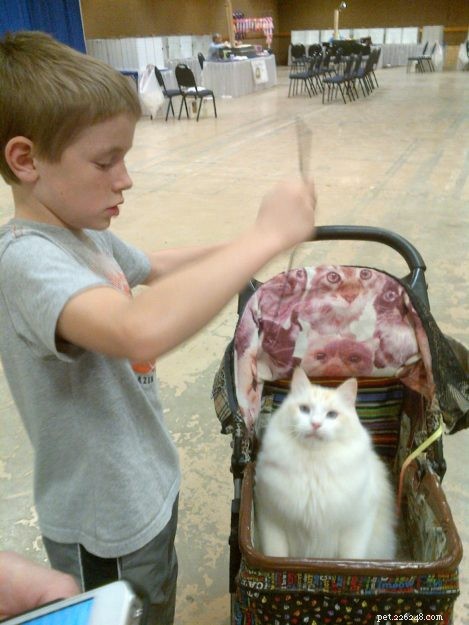 Meet Tiki: The Adorable Ragdoll Star of the Week