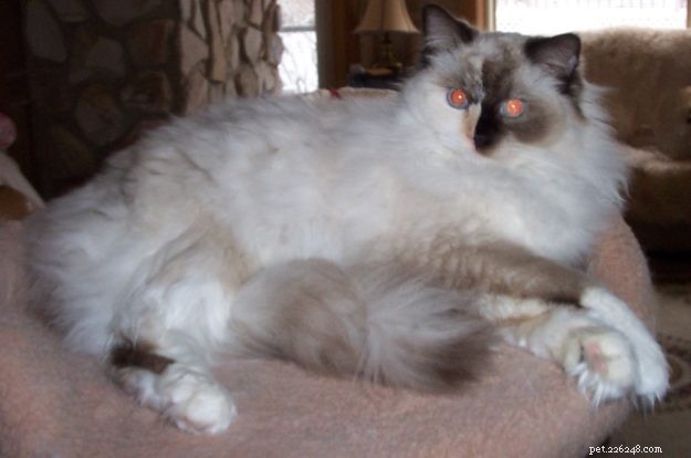 Gypsy: The Legendary 16-Year-Old Angelheart Ragdoll