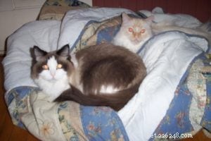 Gypsy: The Legendary 16-Year-Old Angelheart Ragdoll