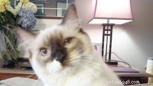 Zoe – Featured Ragdoll Kitten of the Month