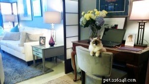 Zoe – Featured Ragdoll Kitten of the Month