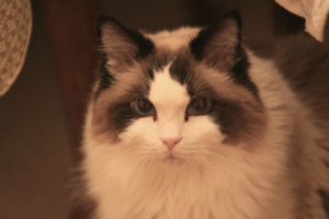 Gypsy: The Legendary 16-Year-Old Angelheart Ragdoll