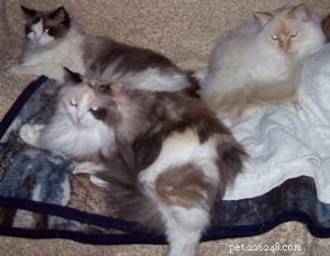 Gypsy: The Legendary 16-Year-Old Angelheart Ragdoll