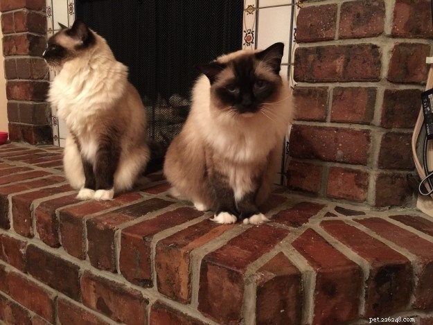 Ragdoll Cat Ear Canal Benign Cyst: Diagnosis, Treatment, and Care