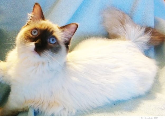 Zoe – Featured Ragdoll Kitten of the Month