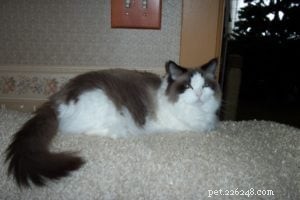Gypsy: The Legendary 16-Year-Old Angelheart Ragdoll