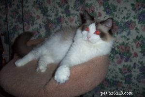 Gypsy: The Legendary 16-Year-Old Angelheart Ragdoll