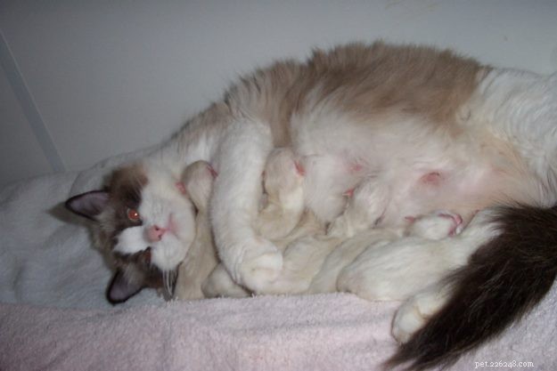 Gypsy: The Legendary 16-Year-Old Angelheart Ragdoll