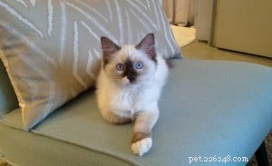 Zoe – Featured Ragdoll Kitten of the Month