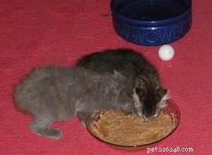 A Cat Owner’s Guide to a Healthy Diet: Key Insights from an Expert