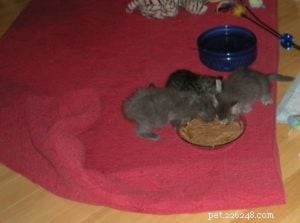 A Cat Owner’s Guide to a Healthy Diet: Key Insights from an Expert