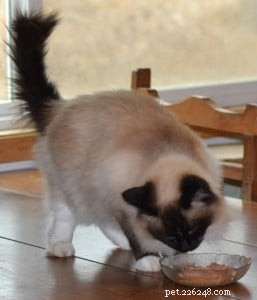 A Cat Owner’s Guide to a Healthy Diet: Key Insights from an Expert