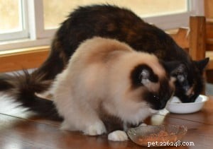 A Cat Owner’s Guide to a Healthy Diet: Key Insights from an Expert