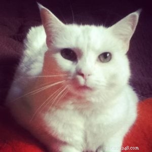 Pet Psychic Kate Sitka Reveals Secrets of Animal Communication