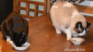 A Cat Owner’s Guide to a Healthy Diet: Key Insights from an Expert