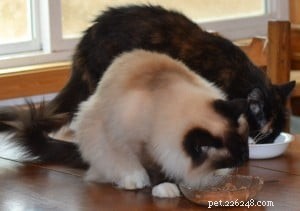 A Cat Owner’s Guide to a Healthy Diet: Key Insights from an Expert