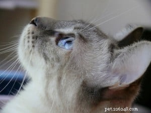 Meet Luna: Our Featured Floppycat of the Week
