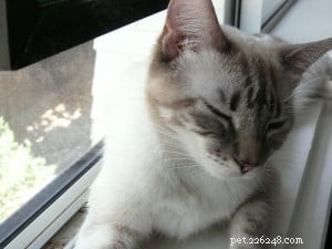 Meet Luna: Our Featured Floppycat of the Week