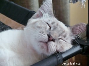Meet Luna: Our Featured Floppycat of the Week