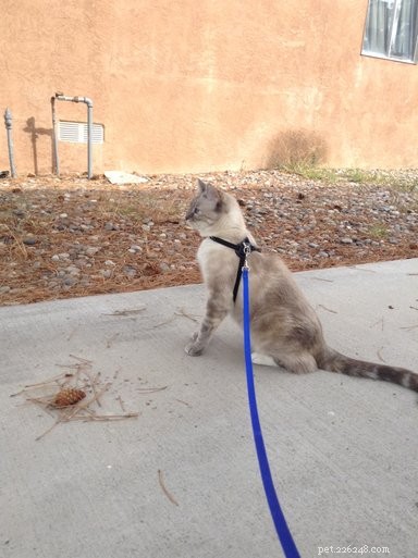Meet Luna: Our Featured Floppycat of the Week
