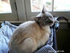 Meet Luna: Our Featured Floppycat of the Week