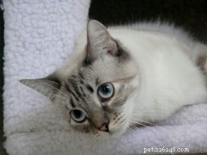 Meet Luna: Our Featured Floppycat of the Week