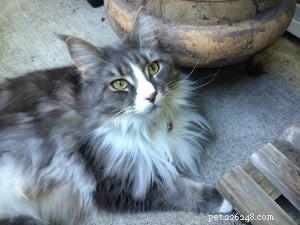 Timmie the Floppycat of the Week – A Sweet Story