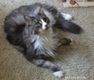 Timmie the Floppycat of the Week – A Sweet Story