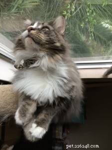 Timmie the Floppycat of the Week – A Sweet Story