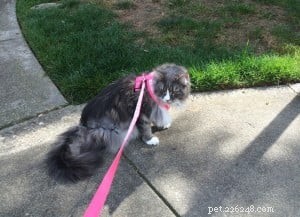 Timmie the Floppycat of the Week – A Sweet Story