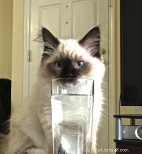 Meet Beau: Ragdoll Kitten Featured as This Month’s Star