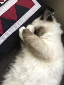 Meet Beau: Ragdoll Kitten Featured as This Month’s Star