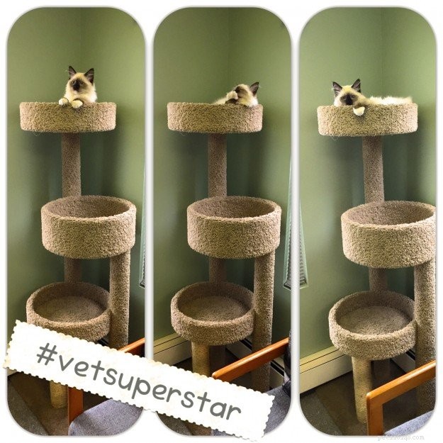 Meet Beau: Ragdoll Kitten Featured as This Month’s Star