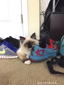 Meet Beau: Ragdoll Kitten Featured as This Month’s Star