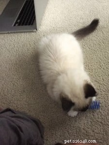 Meet Beau: Ragdoll Kitten Featured as This Month’s Star