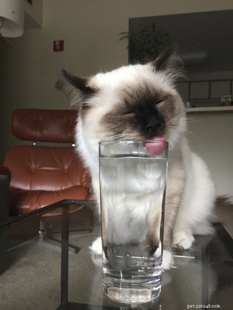 Meet Beau: Ragdoll Kitten Featured as This Month’s Star