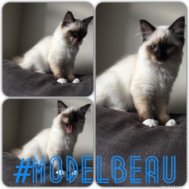Meet Beau: Ragdoll Kitten Featured as This Month’s Star