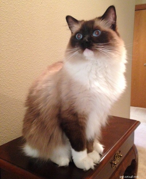 Meet Schumann & Sky: A Cuddly Ragdoll Family Story