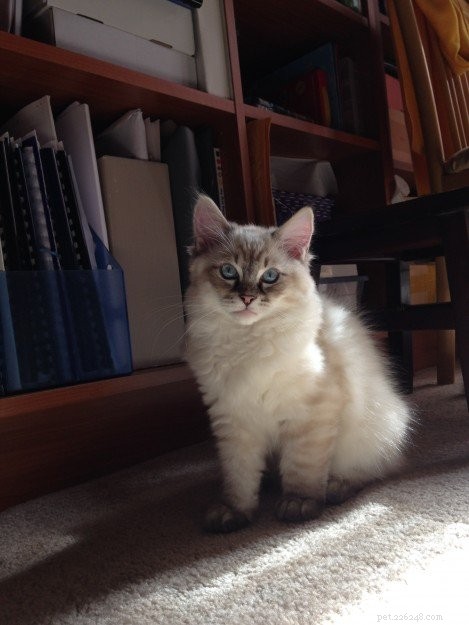 Meet Schumann & Sky: A Cuddly Ragdoll Family Story