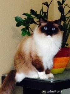 Meet Schumann & Sky: A Cuddly Ragdoll Family Story