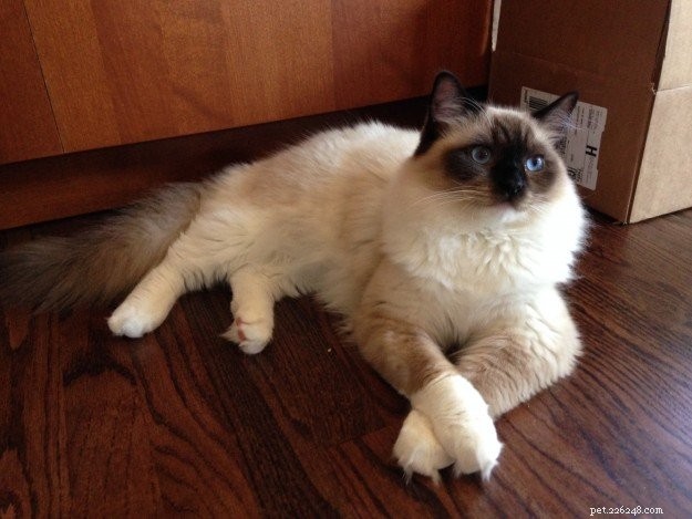 Meet Schumann & Sky: A Cuddly Ragdoll Family Story