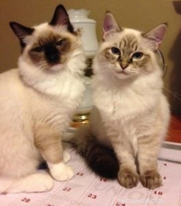 Meet Schumann & Sky: A Cuddly Ragdoll Family Story