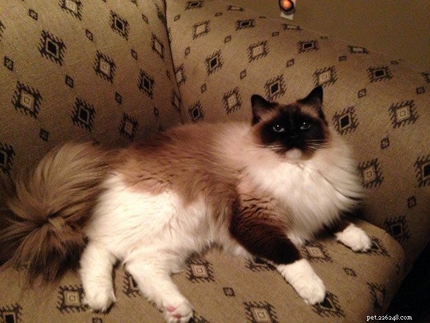 Meet Schumann & Sky: A Cuddly Ragdoll Family Story