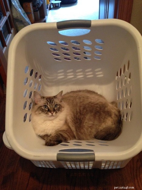 Meet Schumann & Sky: A Cuddly Ragdoll Family Story