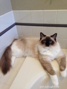 Meet Schumann & Sky: A Cuddly Ragdoll Family Story