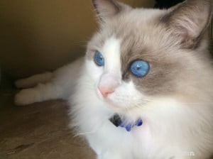 Safety Turtle Pool Alarm Saves Ragdoll Cat, Demonstrating Pet Safety in Pools