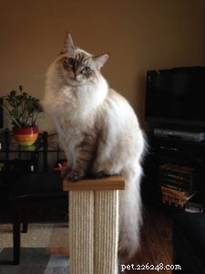 Meet Schumann & Sky: A Cuddly Ragdoll Family Story