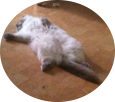 Expert Guide: Feeding My Ragdoll Cat Prossimo with a Raw Diet
