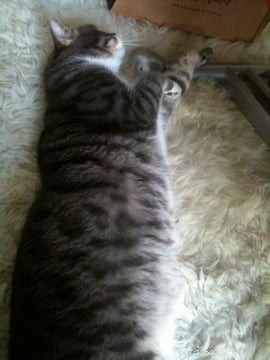 Expert Guide: Feeding My Ragdoll Cat Prossimo with a Raw Diet