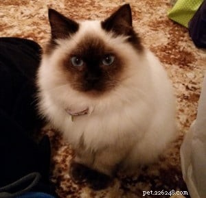 Meet Theo: The Ragdoll Cat That Brings Comfort and Joy
